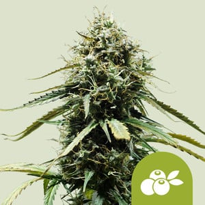 Haze Berry Auto - Royal Queen Seeds