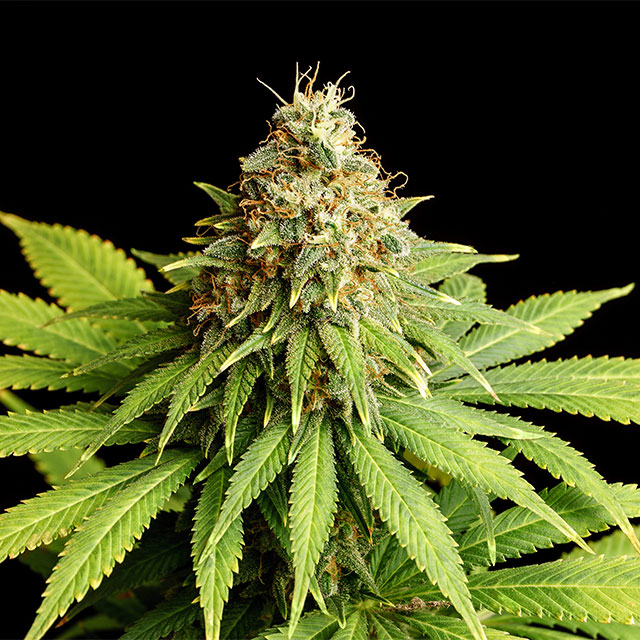 Hellfire OG - Cannabissorte