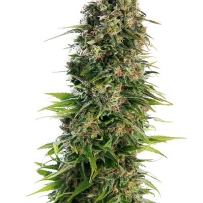 Hindu Kush 040 Cannabis Samen - Indica - Autoflowering - CBD 040