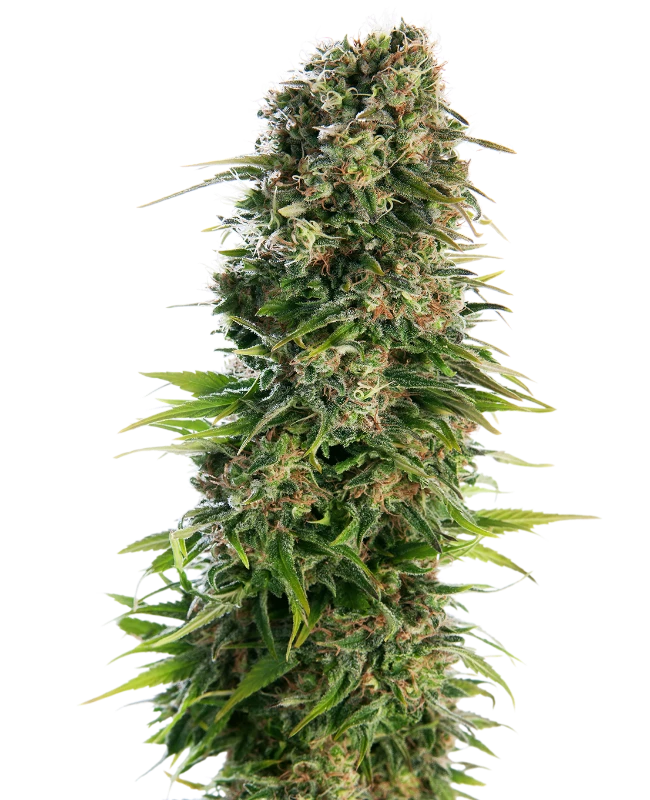 Hindu Kush 040 Cannabis Samen - Indica - Autoflowering - CBD 040