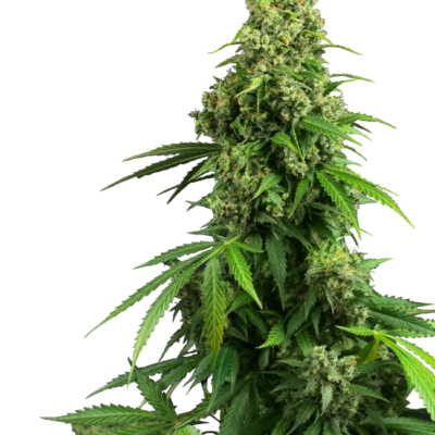 Honey Melon Kush Cannabis Samen - Indica Dominant Autoflowering - CBD 040