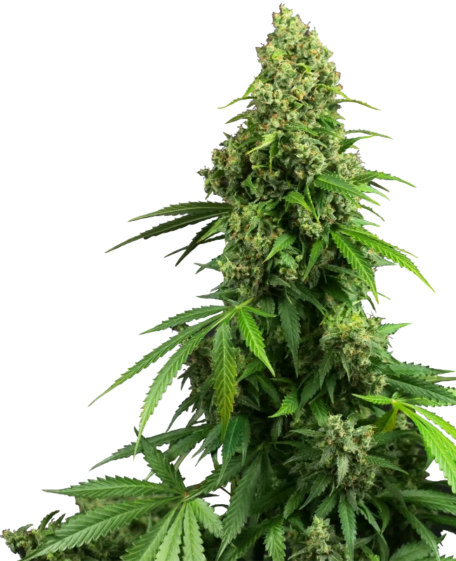 Honey Melon Kush Cannabis Samen - Indica Dominant Autoflowering - CBD 040