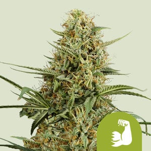 HulkBerry Auto - Royal Queen Seeds