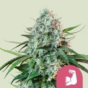 HulkBerry - Royal Queen Seeds