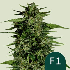 Hyperion F - Royal Queen Seeds