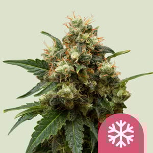 Ice - Cannabissorte