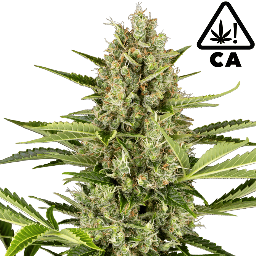 Jack Herer Automatic Cali Strain Cannabis Samen - Autoflower - F1 Samen - CBD 040