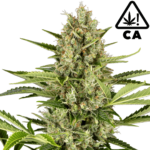 Jack Herer Automatic Cali Strain Cannabis Samen - Autoflower - F1 Samen