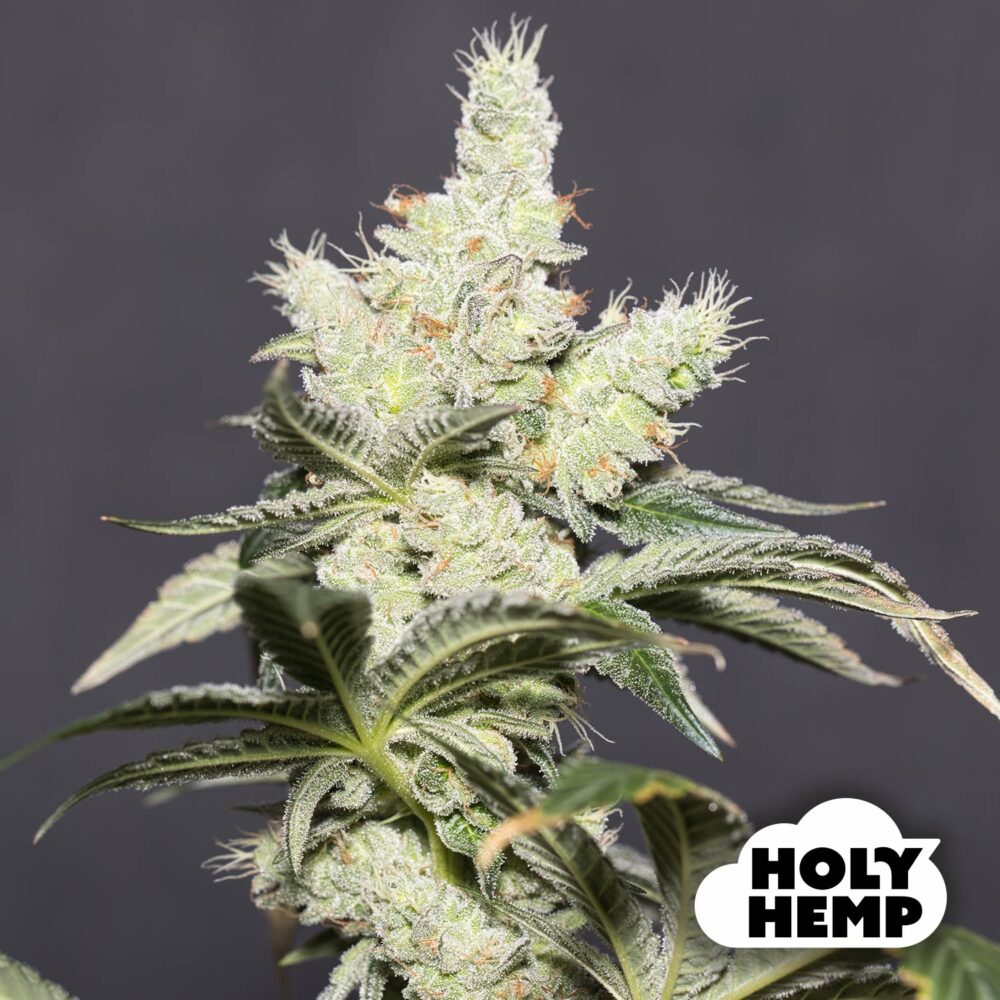 Jack Herer - House of Seeds