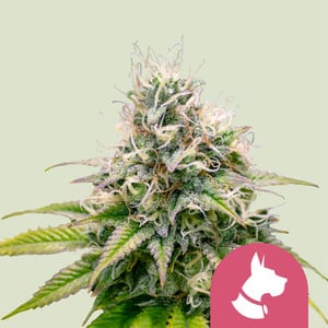 Kali Dog - Cannabissorte