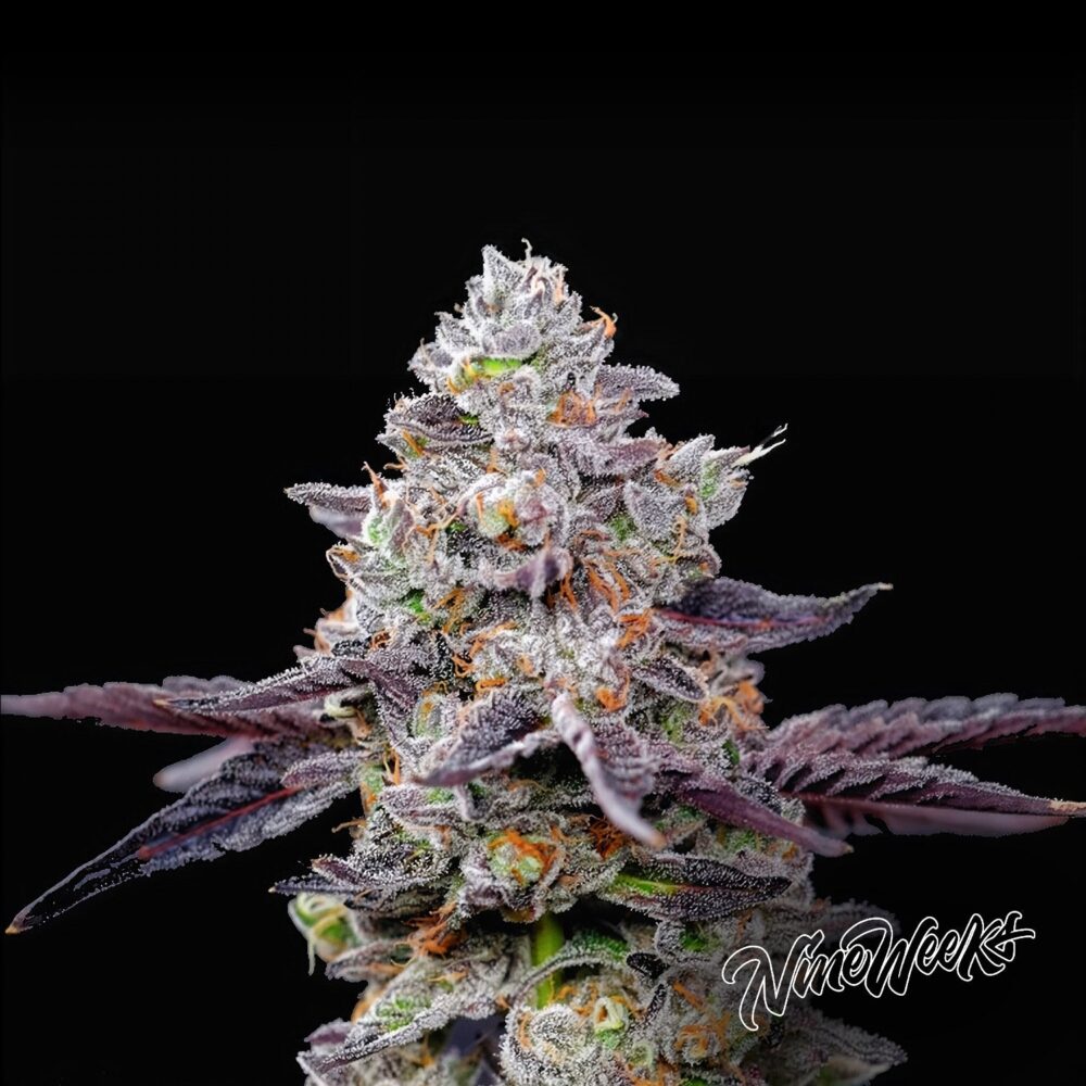 Karen - House of Seeds