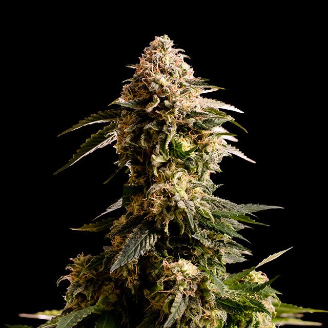 Kiss - Cannabissorte