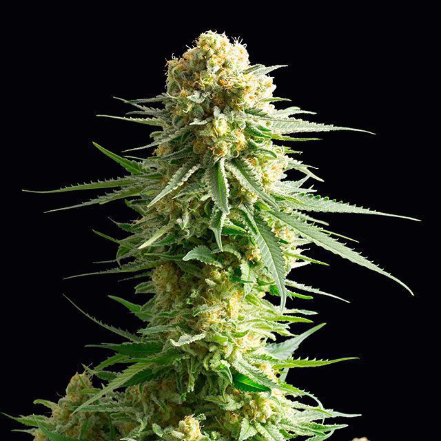 OG Critical - Cannabissorte