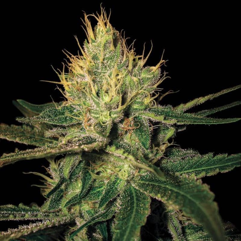 La Cannalope DNA Genetics - Hanfgarten