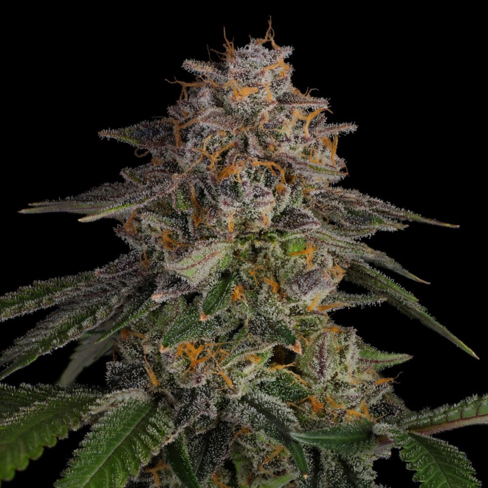 LA Kush - Cannabissorte