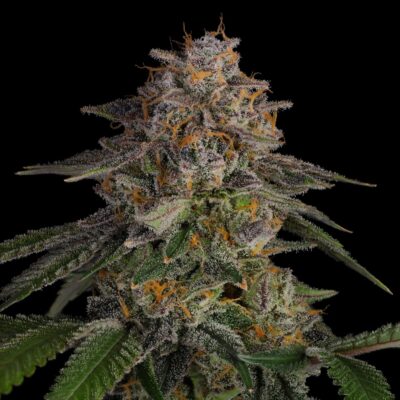 LA Kush - Cannabissorte