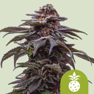 Larry OG - Cannabissorte