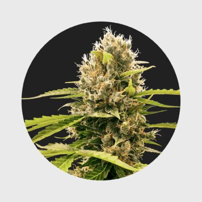 Legendary Cali Genetics Seeds Cream Mandarine 18% THC  auto flowering - Flower Power