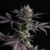 Lemon Haze - Cannabissorte