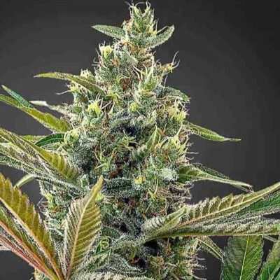 Lemon Haze CBD Samen Feminisiert - 1 Samen - Lucky Hemp