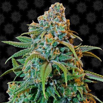 Liberty Haze - Feminisiert - Hanfgarten