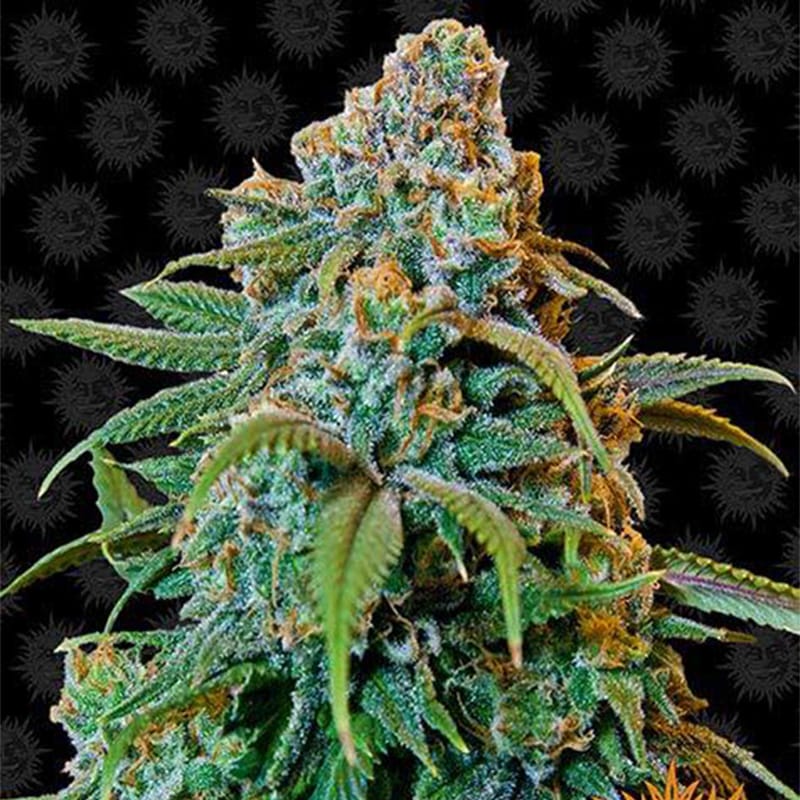 Liberty Haze - Feminisiert - Hanfgarten