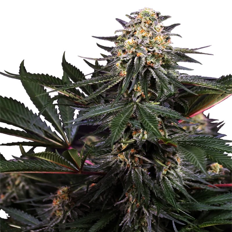 Lockdown Kush - Feminisiert - Hanfgarten