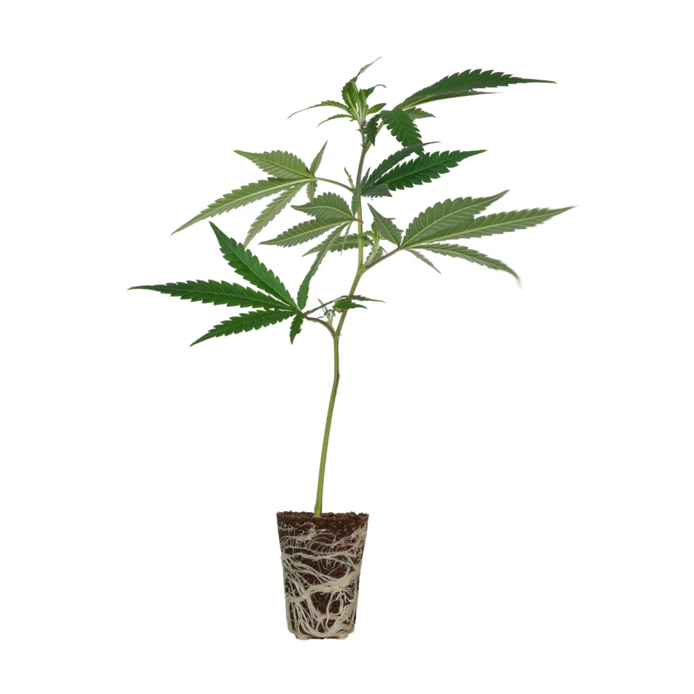 LSD Steckling - 1 Steckling - Lucky Hemp