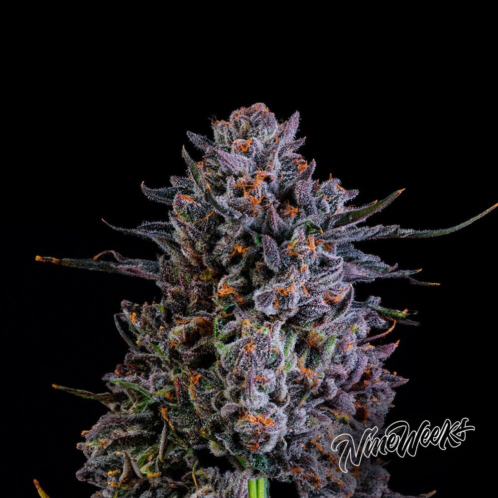 Lychee - House of Seeds