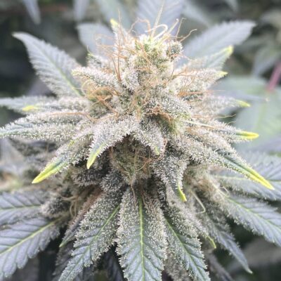 MAC - Cannabissorte
