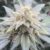 MAC - Cannabissorte