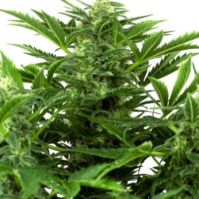 Mandarine Punch Cannabis Samen - Indica Dominant - Autoflowering - CBD 040