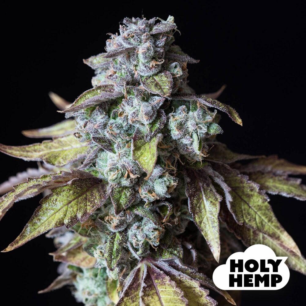 Mango Smile - House of Seeds