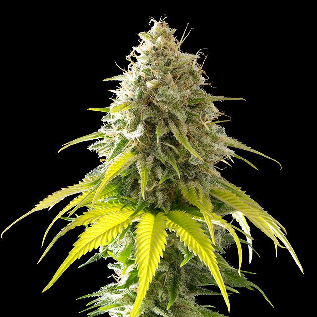 Mataro Blue - Cannabissorte