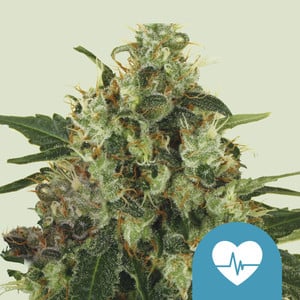 Medical Mass - Cannabissorte