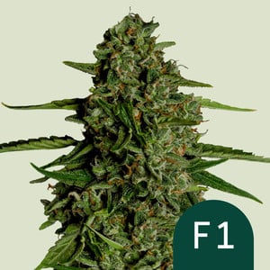Medusa F - Royal Queen Seeds