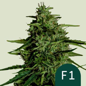Milky Way F - Royal Queen Seeds