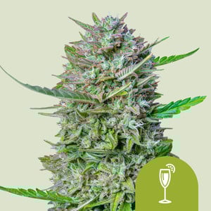 Mimosa Auto - Royal Queen Seeds