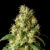 Mimosa - Cannabissorte