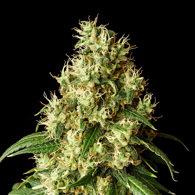 Mimosa - Cannabissorte