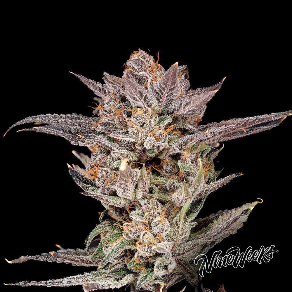 Mylar Magic 2.0 - House of Seeds