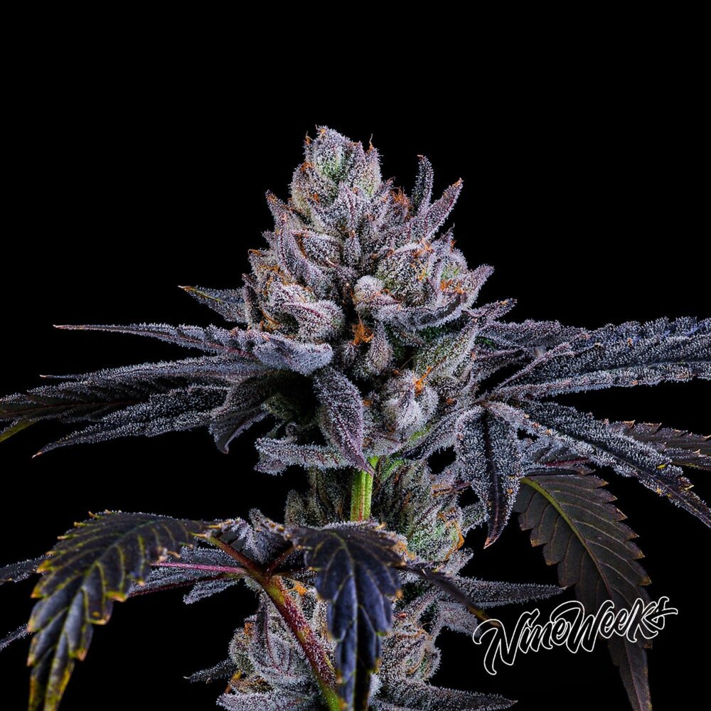 Mylar Magic - House of Seeds