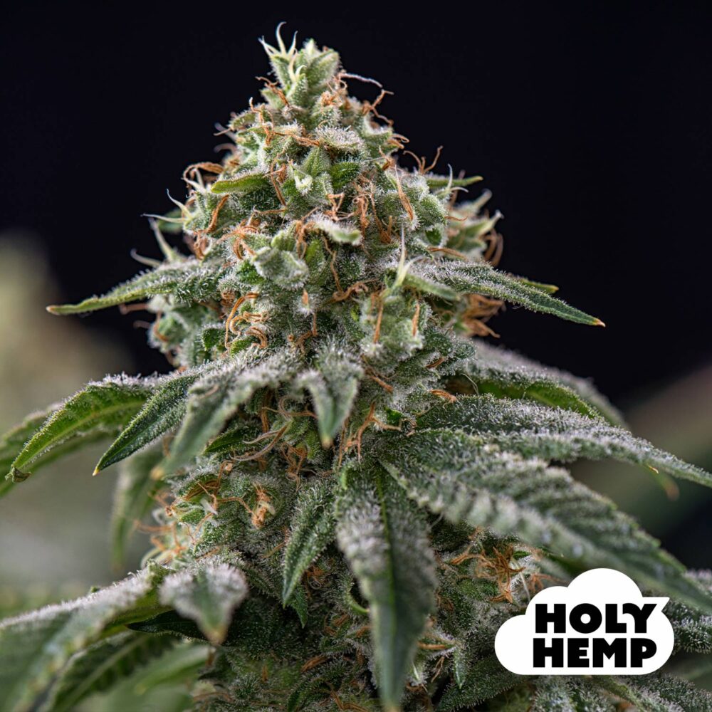 NL x Big Buds - House of Seeds