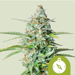 Northern Light Auto - Royal Queen Seeds