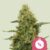 Northern Lights - Cannabissorte
