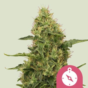 Northern Lights - Cannabissorte