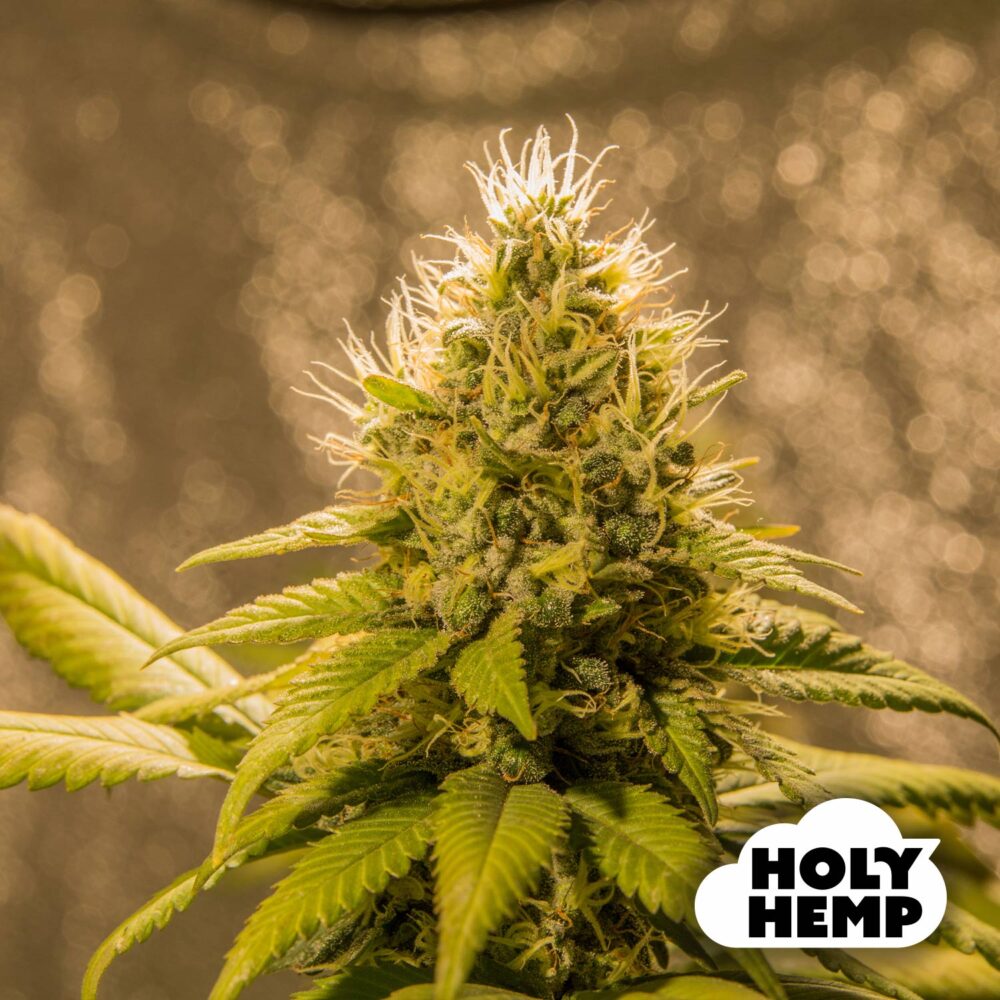 Northern Lights - House of Seeds