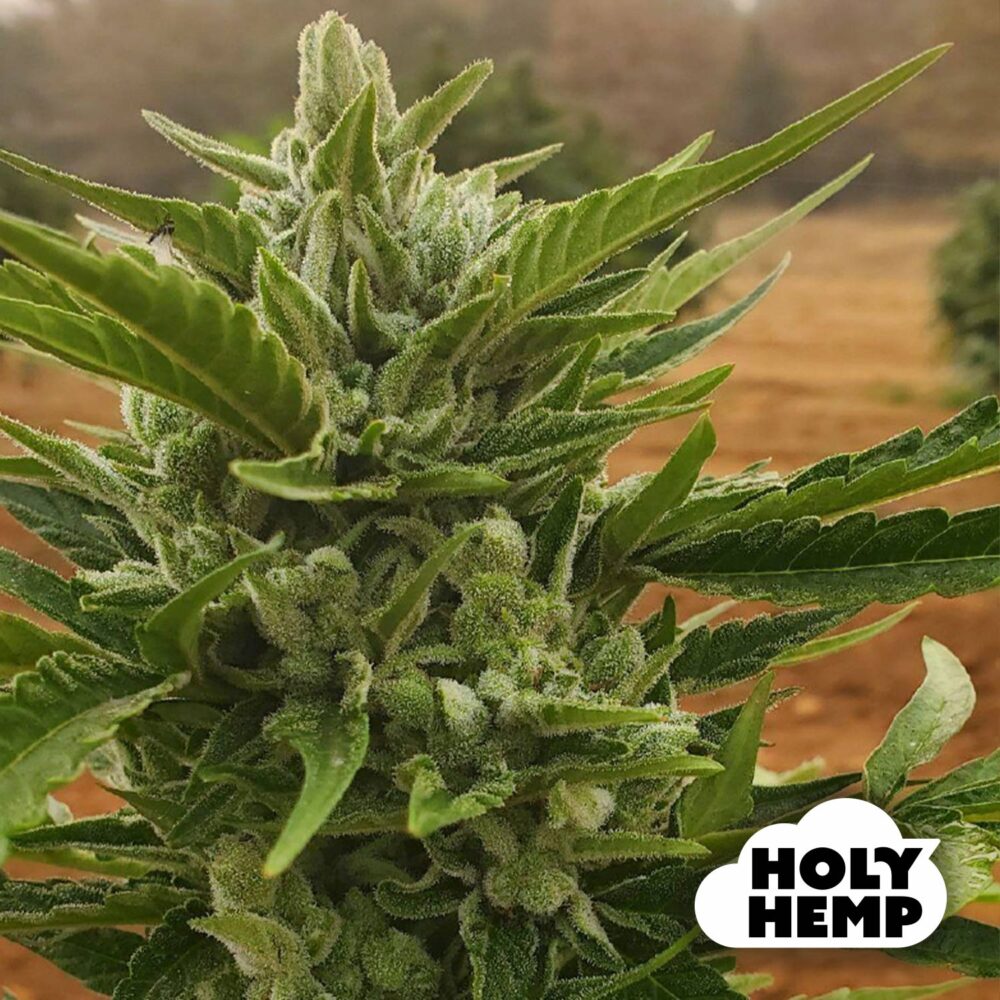 OG Kush - House of Seeds