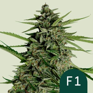 Orion F - Royal Queen Seeds