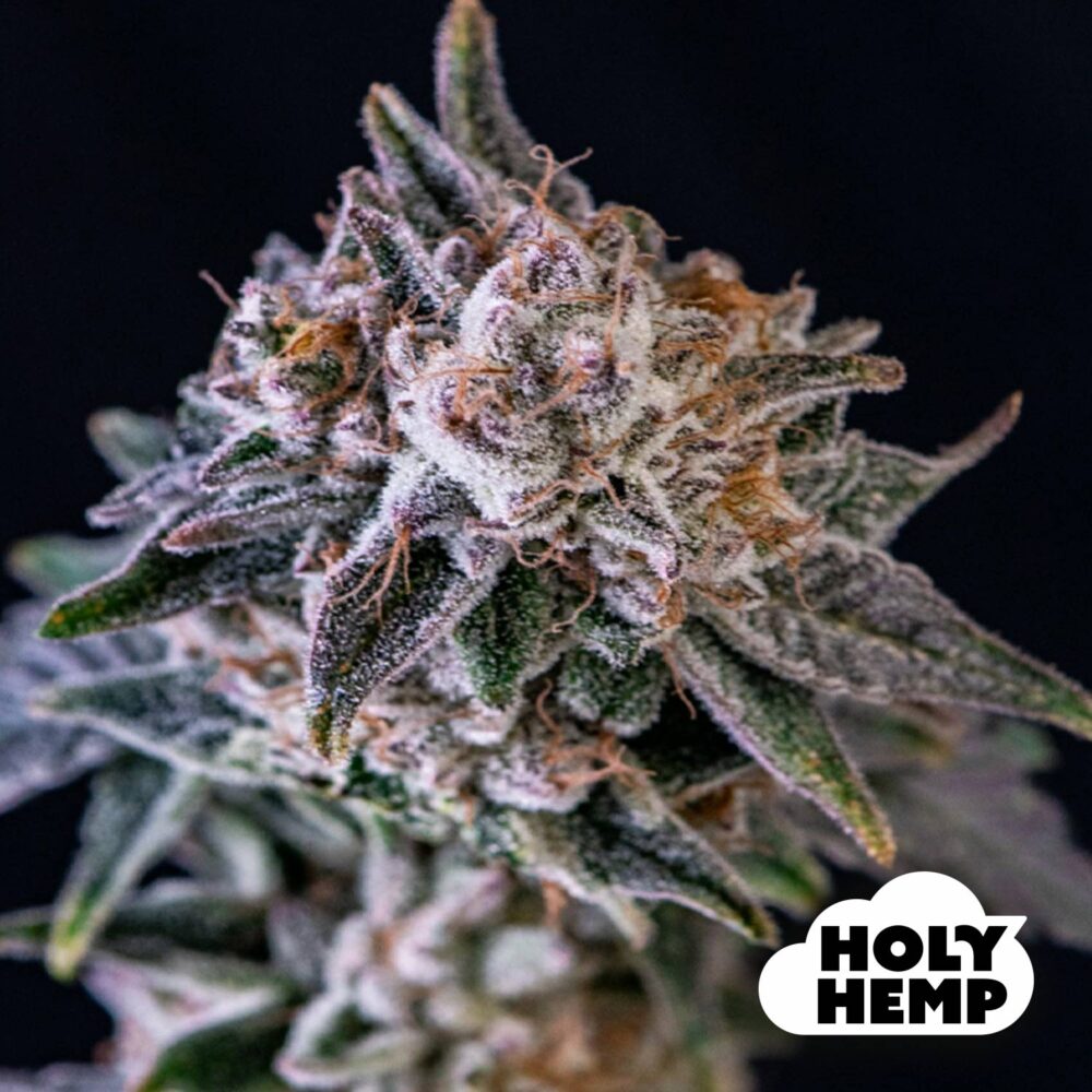 Pappy OG - House of Seeds